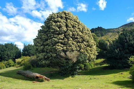 Patagonia, 46ha cercano a  Puerto Río Tranquilo en General Carrera, Región de Aysen