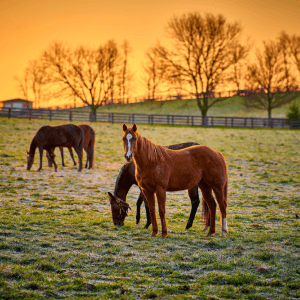 Equestrian