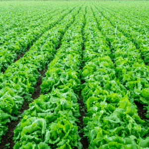 Vegetable Farming