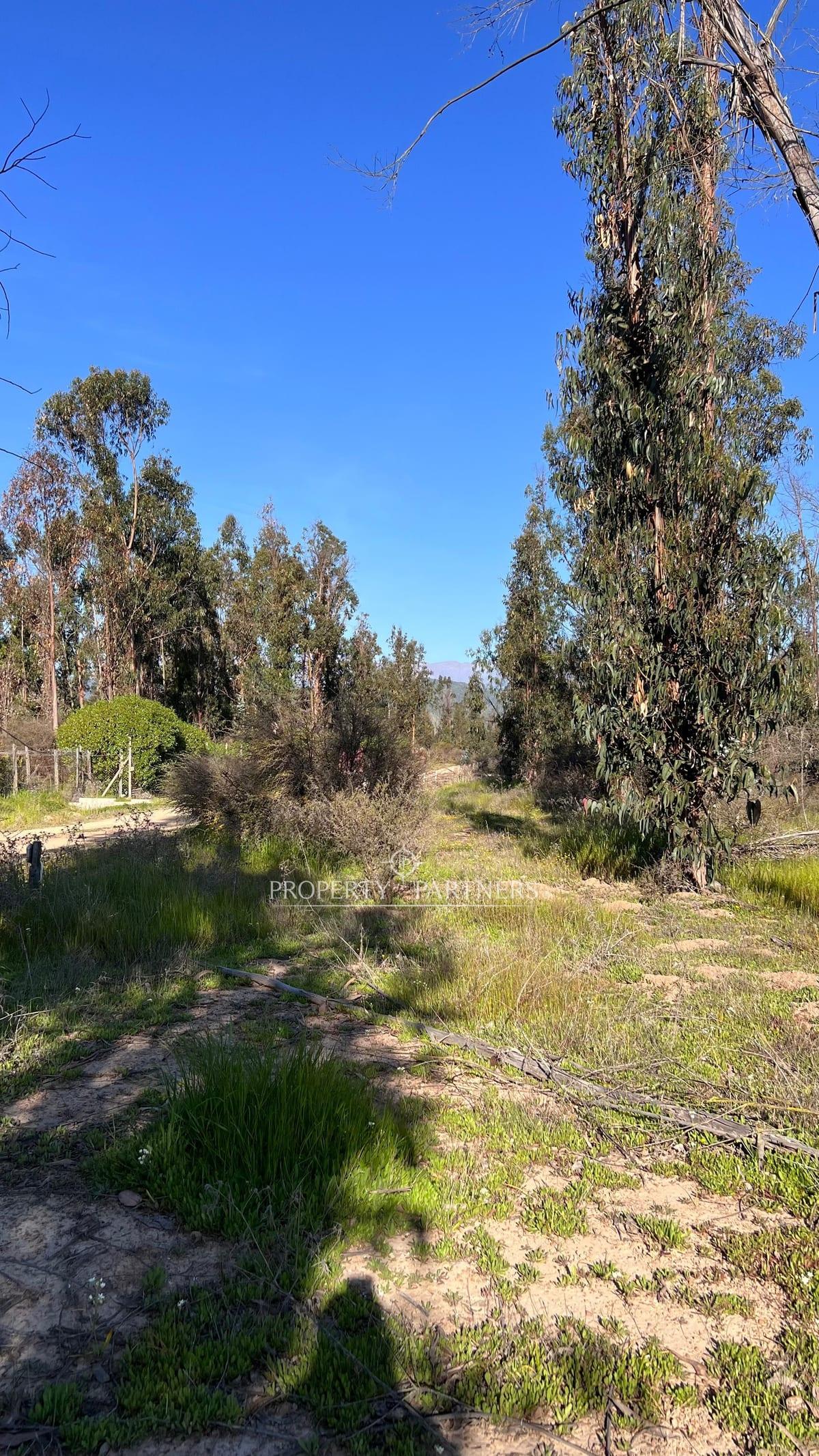 Hermosa parcela de 10.000 m/2 en Condominio La Foresta de Zapallar en Catapilco, Zapallar, Región de Valparaíso