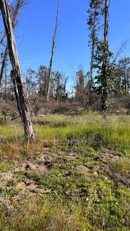 Hermosa parcela de 10.000 m/2 en Condominio La Foresta de Zapallar en Catapilco, Zapallar, Región de Valparaíso