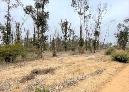 Hermosa parcela de 10.000 m/2 en Condominio La Foresta de Zapallar en Catapilco, Zapallar, Región de Valparaíso