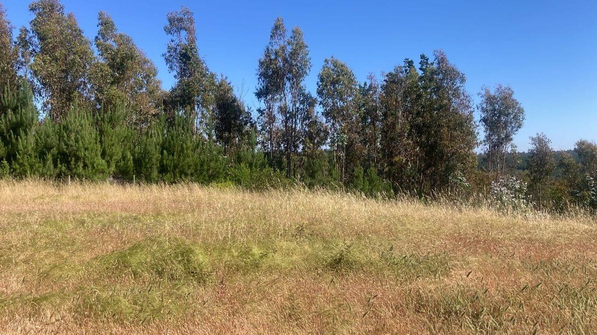 Matanzas, Terreno  rodeado Naturaleza en Puertecillo, Navidad, Región de Libertador Bernardo O'Higgins