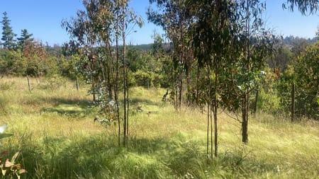 Matanzas, Terreno  rodeado Naturaleza en Puertecillo, Navidad, Región de Libertador Bernardo O'Higgins