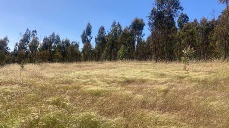 Matanzas, Terreno  rodeado Naturaleza en Puertecillo, Navidad, Región de Libertador Bernardo O'Higgins