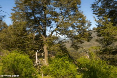 Patagonia, Conservation plots with Baker River view. en Región de Aysen