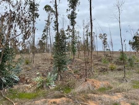 Terreno en Condominio Los Troncos, El Rungue en Rungue, Maitencillo, Región de Valparaíso Terreno en Condominio Los Troncos, El Rungue en Rungue, Maitencillo, Región de Valparaíso