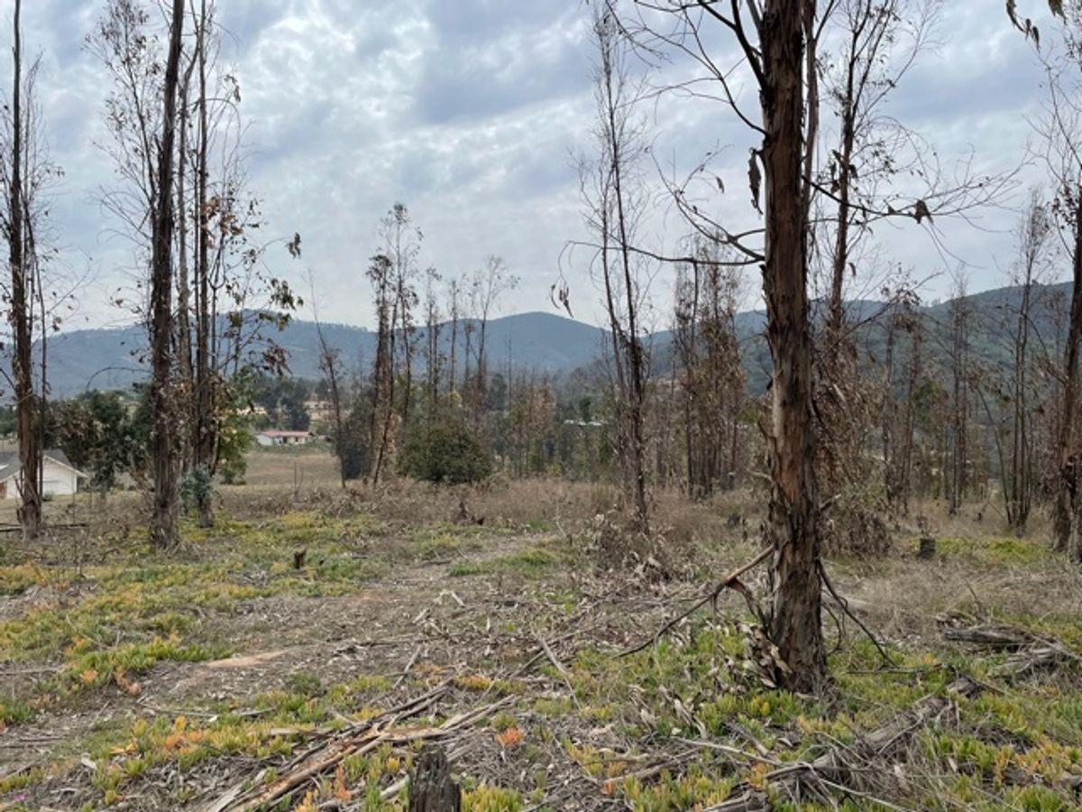 Terreno en Condominio Los Troncos, El Rungue en Rungue, Maitencillo, Región de Valparaíso Terreno en Condominio Los Troncos, El Rungue en Rungue, Maitencillo, Región de Valparaíso