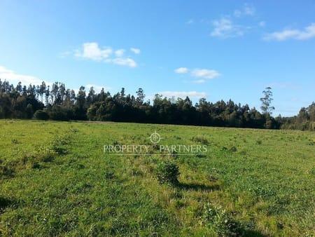 Excelente terreno comuna Nueva Imperial, con acceso por carretera. en Nueva Imperial, Región de Araucania Excelente terreno comuna Nueva Imperial, con acceso por carretera. en Nueva Imperial, Región de Araucania