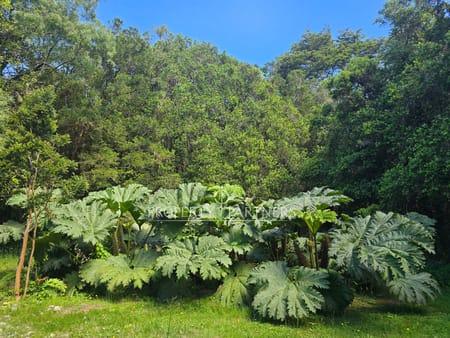 Exclusivo terreno en venta a pasos del Lago Llanquihue en Puerto Rosales en Puerto Varas, Región de Los Lagos Exclusivo terreno en venta a pasos del Lago Llanquihue en Puerto Rosales en Puerto Varas, Región de Los Lagos