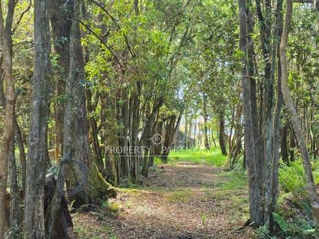 Exclusivo terreno en venta a pasos del Lago Llanquihue en Puerto Rosales en Puerto Varas, Región de Los Lagos Exclusivo terreno en venta a pasos del Lago Llanquihue en Puerto Rosales en Puerto Varas, Región de Los Lagos